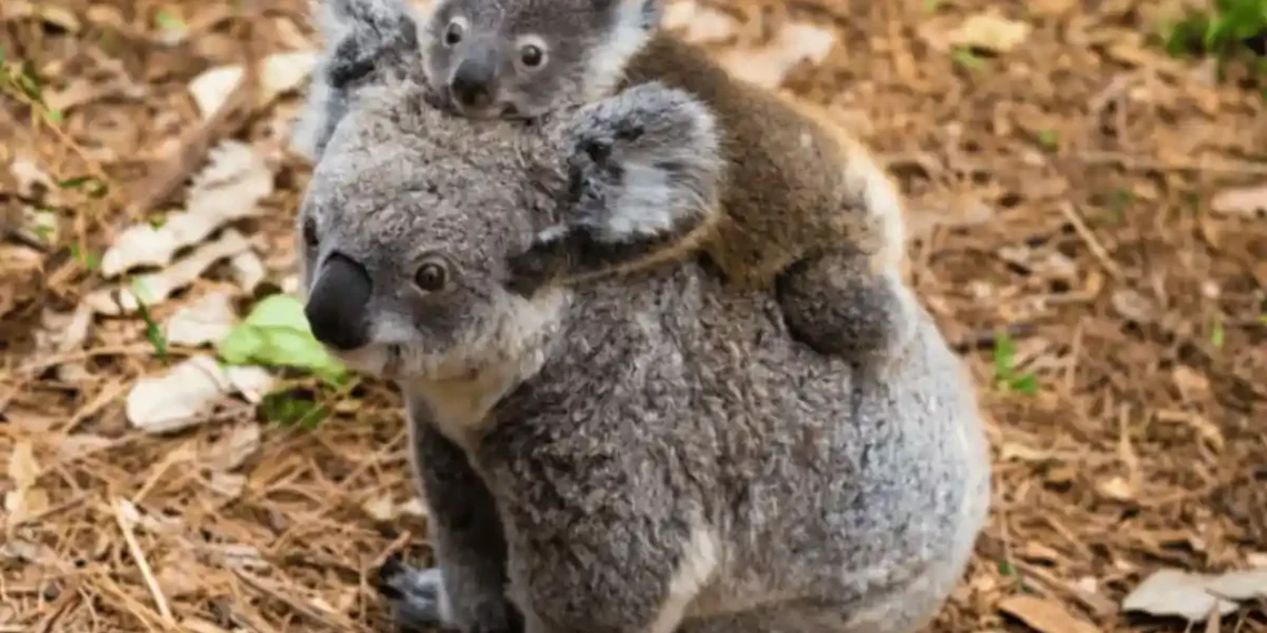 Sydney Taronga Zoo Launches Ambitious Project to Bring Koalas and Platypus Back to the Wild