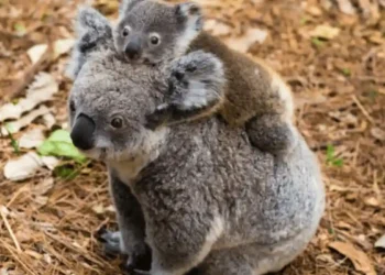 Sydney Taronga Zoo Launches Ambitious Project to Bring Koalas and Platypus Back to the Wild