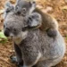Sydney Taronga Zoo Launches Ambitious Project to Bring Koalas and Platypus Back to the Wild