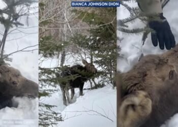 Watch: Snowmobilers Rescue Moose Trapped in Deep New Hampshire Snow